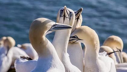 C罗在亚运会中表现离谱，湖人球迷现场反应意外