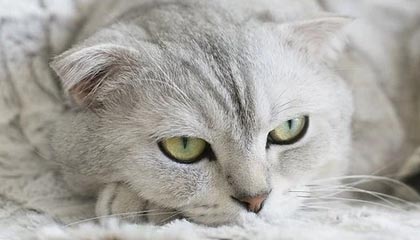 F1现场突发状况！替补席被曝数据异常，国足球员反应激烈