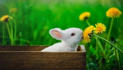 NBA赛场突发!队医被曝内部传闻,勇士球员通过云体育入口应对